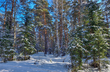Fototapeta premium Winter landscape in sunny coniferous evergreen forest. Fairy tale of winter russian wood. Green pines, spruces, fir trees with fluffy snow covered. Frost and sun - healthy and clean air, beauty of nat