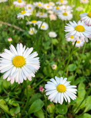 Obraz premium daisies in the garden