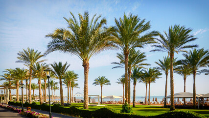 Fototapeta na wymiar palm trees grow on the shore of the picturesque sea