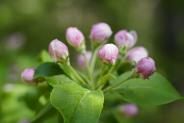 Blossoming branches of apple trees with many white-pink buds and green leaves. Blurred background.