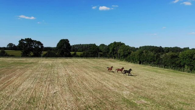 Drone point of view of horses running in meadow during cloudy summer day. Wild and free horses herd top view aerial overhead drone video. Top view aerial photo from drone of a herd