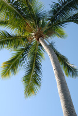 Fototapeta na wymiar Palm tree abstract