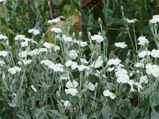 Lychnis coronaria alba - Coquelourdes des jardins blanches au sommet de petites tiges grisâtre,...