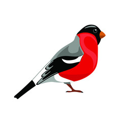 
Bullfinch, bird drawing, vector illustration