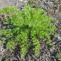 lettuce growing in the garden