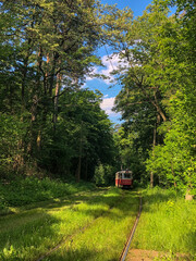Fototapeta premium train in the forest