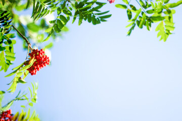 Red bright ripe Rowan berries on nature autumn background. fall season concept. copy space. Fall season backdrop.