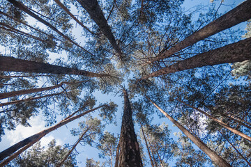 Pine forest under cloudy blue sky bottom view.Evening in a pine forest. The rays of the sun on the trees. bottom view