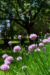 Fototapeta premium Close landscape view of fresh blooming chives flower blossoms in an outdoor garden setting
