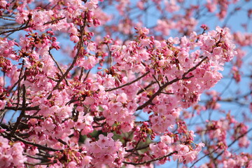 pink cherry blossom