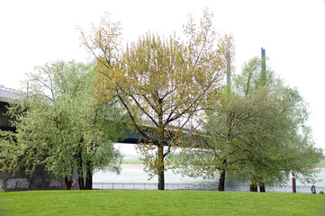 Fototapeta premium Big tree and big bridge