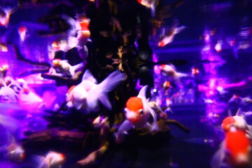 金魚と錦鯉