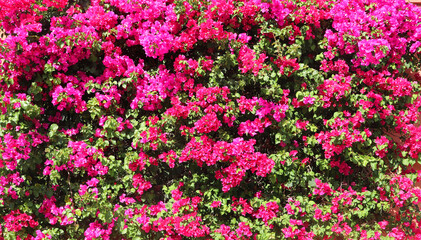 green wall of plants and leaves with fuchsia pink flowers in spring - horizontal floral background for a banner or a wallpaper
