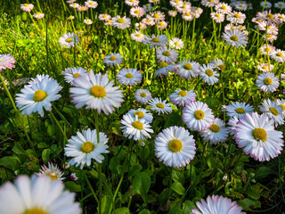 white daisies in a field