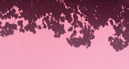 flower shadows on the surface of a pink wall - floral background with flat silhouettes for a wallpaper