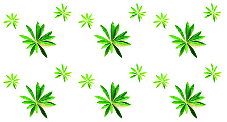 Pattern from green leaves on white background. Hello Summer concept. Creative copy space for projects