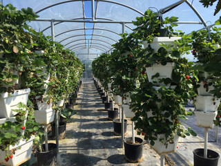 Hydroponic farm greenhouse with strawberry plants