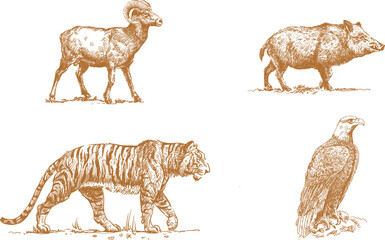 Wild animals from forests and mountains that need to be protected