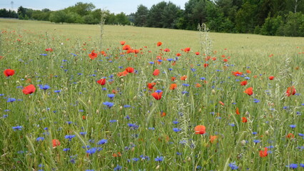 Mohnblumen und Kornblumen / poppys and cornflowers