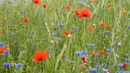 Mohnblumen und Kornblumen / poppys and cornflowers