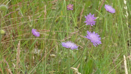 Kleeblüte / clover blossom