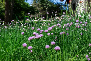 Close landscape view of fresh blooming chives flower blossoms in an outdoor garden setting
