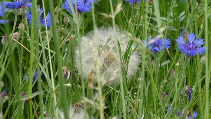 Pusteblume und Kornblumen / dandelion and cornflowers 