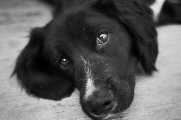 MASCOTA