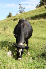 cow, black cow, czarna krowa © AMTM