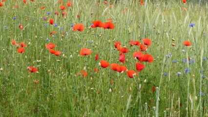 Mohnblumen / poppy