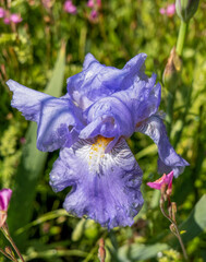 blue - violet colored iris florentina flower close up in the garden