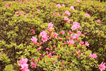 pink flowers in the garden