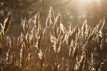 Backlit reeds in the morning