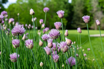 Close landscape view of fresh blooming chives flower blossoms in an outdoor garden setting