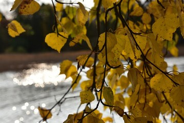 birch leaves against the background of water