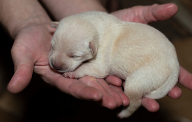 A newborn white puppy, in the hands of a man.