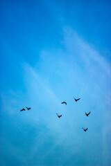birds flock in the sky