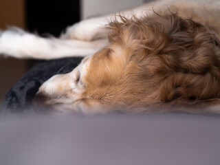 Golden retriever resting and sleeping on the couch, sofa.