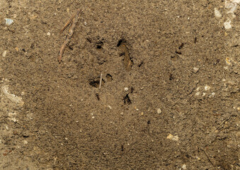 Black garden ant. Life of insects. Ants in an anthill.
