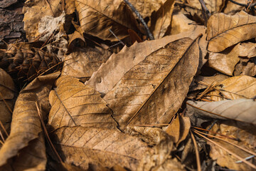 dry autumn leaves