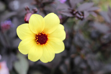 Yellow flower