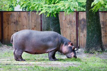 A large hippo eats green grass near large oaks.