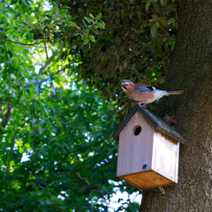 jay sitting on bird box