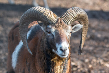 European mouflon (in german Europäischer Mufflon) Ovis gmelini musimon, Ovis orientalis musimon, Ovis aries musimon