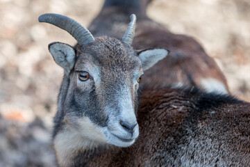 European mouflon (in german Europäischer Mufflon) Ovis gmelini musimon, Ovis orientalis musimon, Ovis aries musimon