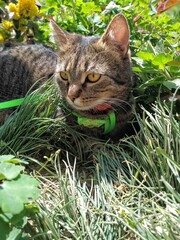  cats  catsofinstagram  cat  catstagram   catlover  catlovers  instacat  meow  pets  catlife  kittens  kitten  kitty  catoftheday  cute  love  world  pet   animals  lovecats  cutecats  catsagram  © Marta