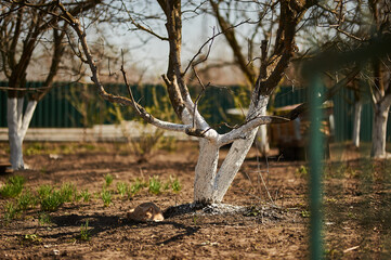 beautiful red cat lies on the ground. cat near a tree hunts a mouse