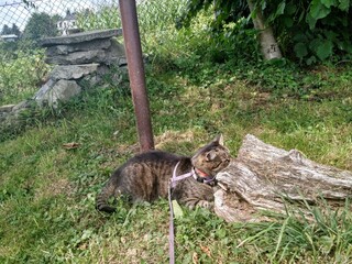  cats  catsofinstagram  cat  catstagram   catlover  catlovers  instacat  meow  pets  catlife  kittens  kitten  kitty  catoftheday  cute  love  world  pet   animals  lovecats  cutecats  catsagram © Marta