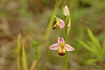 Varietät der Bienen-Ragwurz (Ophrys apifera var. bicolor).