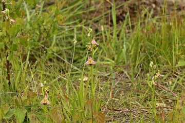 Varietät der Bienen-Ragwurz (Ophrys apifera var. bicolor).